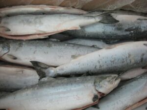 Frozen Farmed Atlantic Salmon7