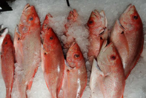 Frozen-white-snapper-fish