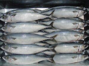 Mackerel Fish Frozen