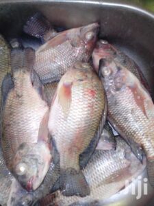 tilapia